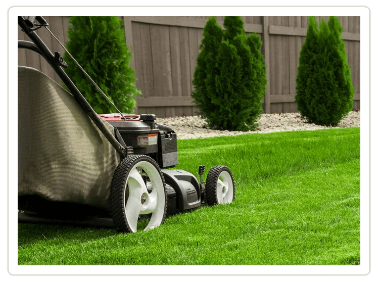 Lazarov High Quality Lawn Treatments